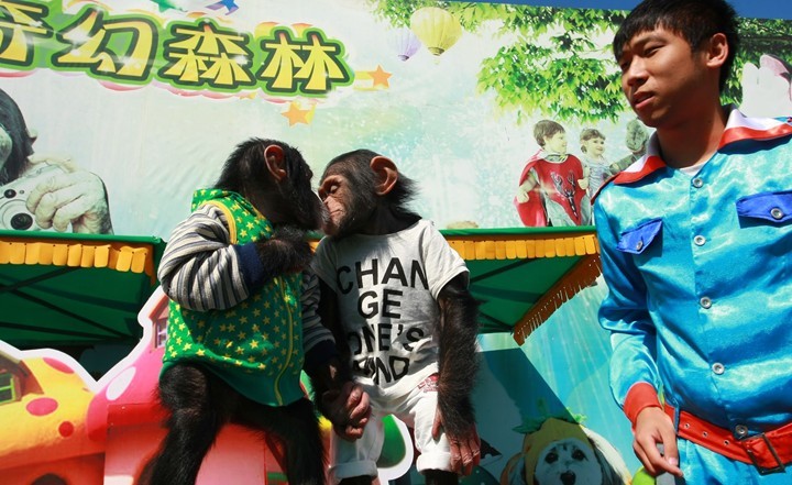 Chimpanzees show黑猩猩秀