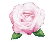 Pink Blooming Rose粉玫瑰  